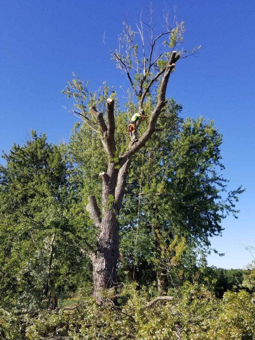 Tall dead tree with sparse branches against a bright blue sky, surrounded by green foliage.