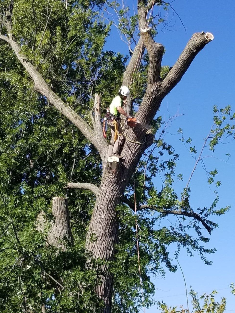 Worker trimming a tall tree with a chainsaw while secured near the top of the trunk.