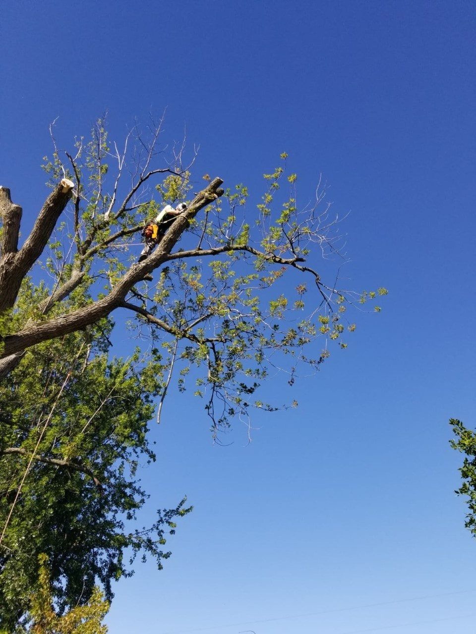 Bare tree branches with new green leaves against a clear blue sky