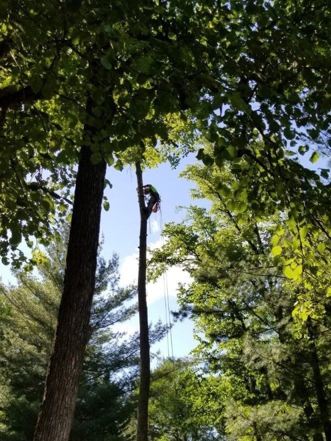Person climbing a tall pole among trees under a bright blue sky
