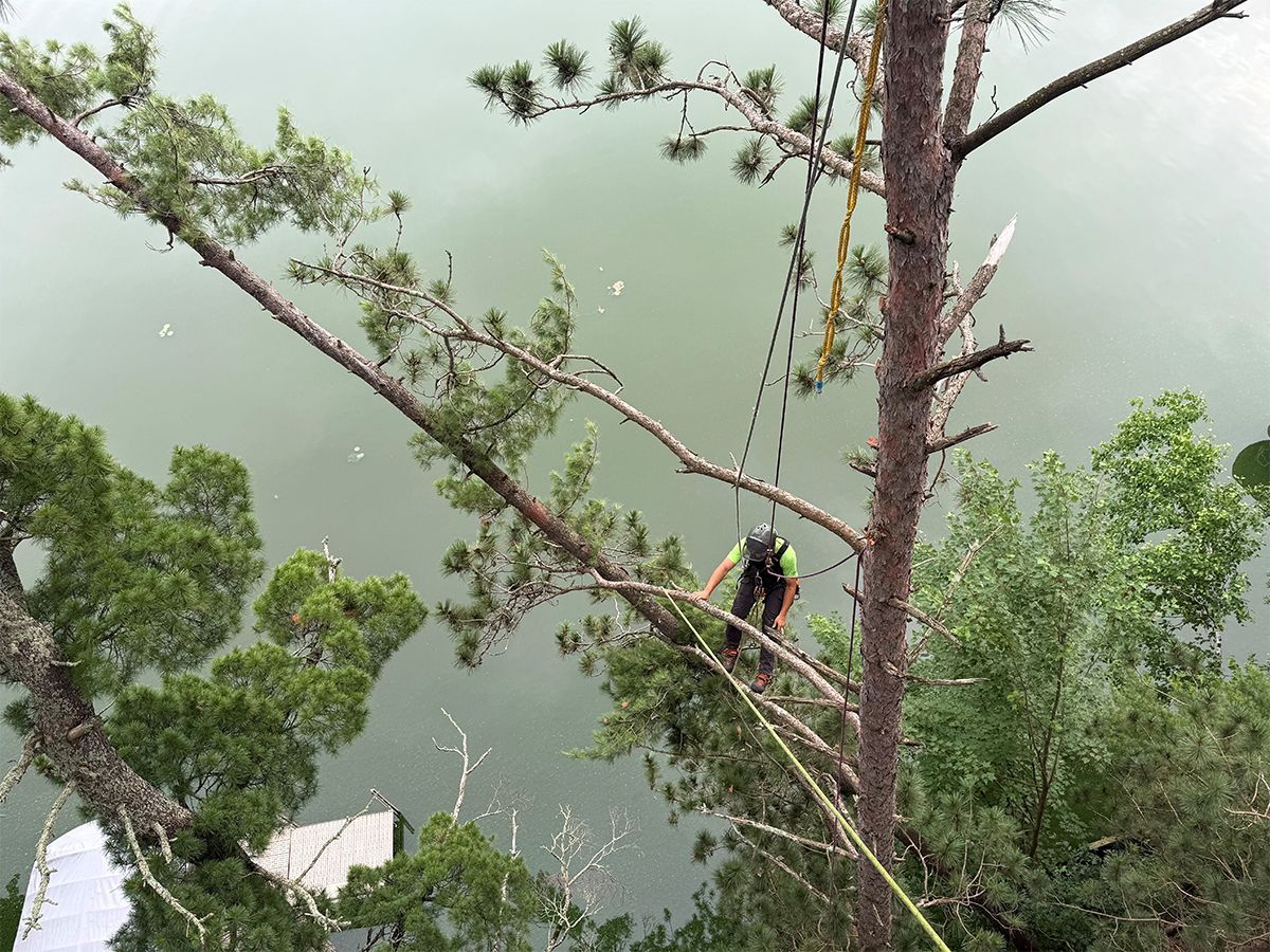 Person climbing a tall tree near calm water, with ropes and branches in view