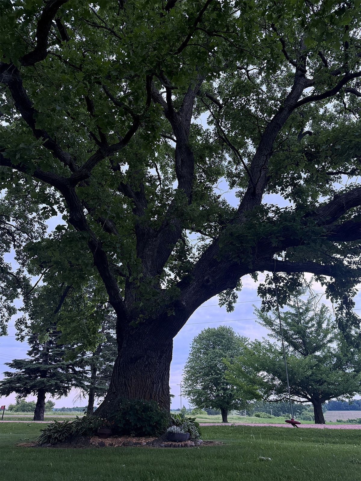 Large leafy tree with a thick trunk in a grassy park under an overcast sky