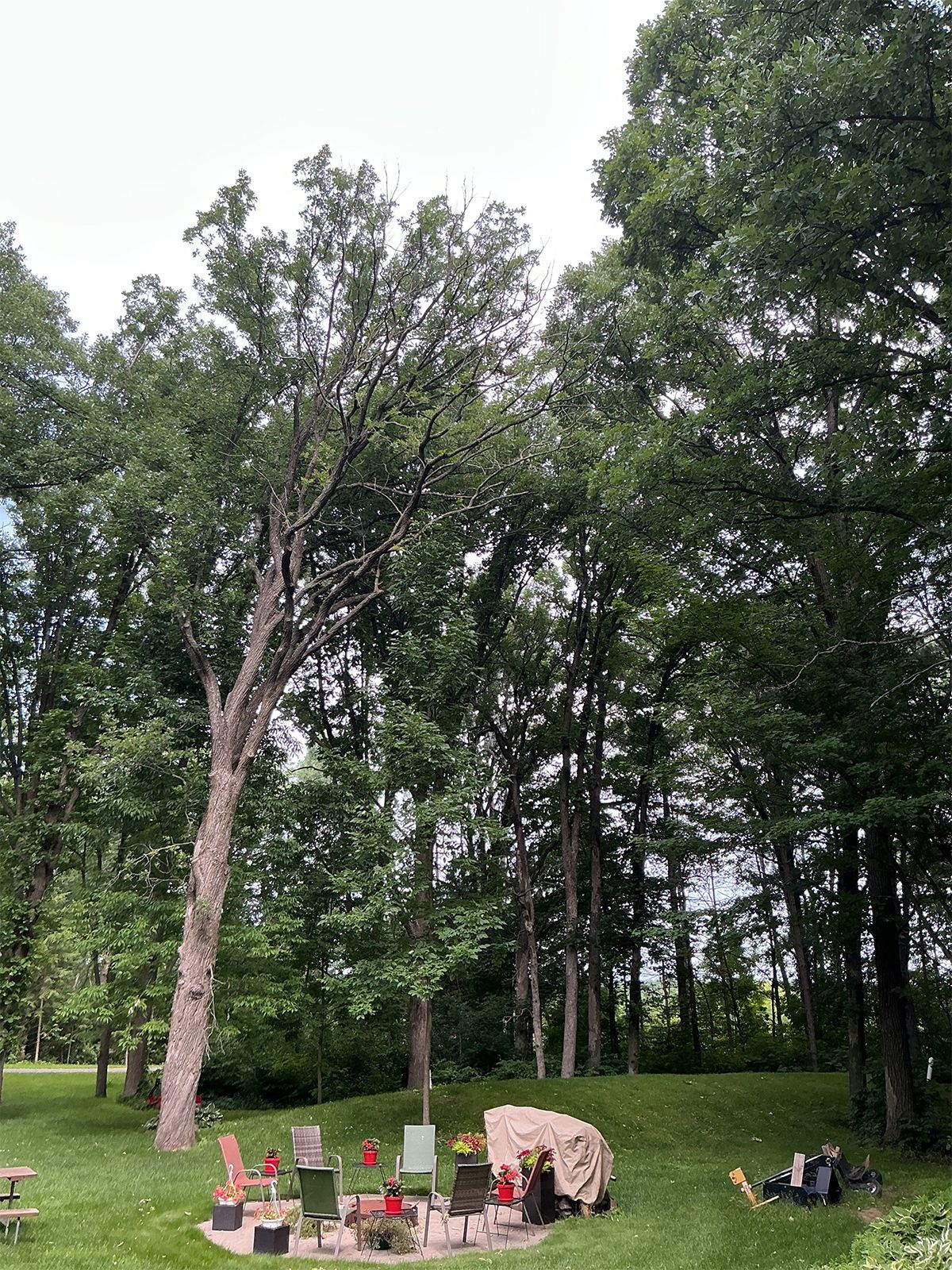 Park with tall trees, lawn chairs, and people relaxing on a grassy lawn.