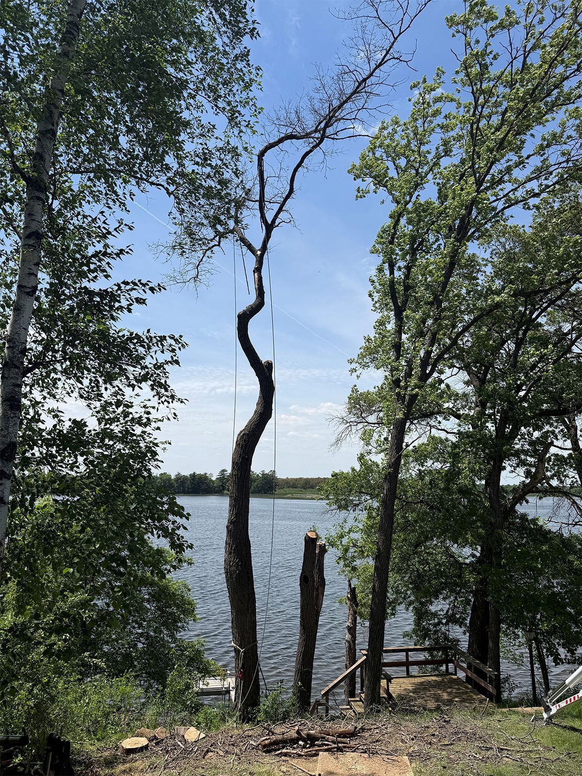 Tall bare tree by a lake, framed by leafy green trees under a blue sky.