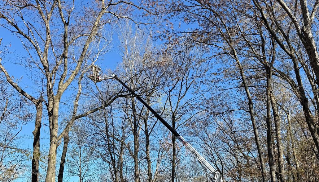 Orange construction machinery partly blocked by green branches on a roadside outdoors