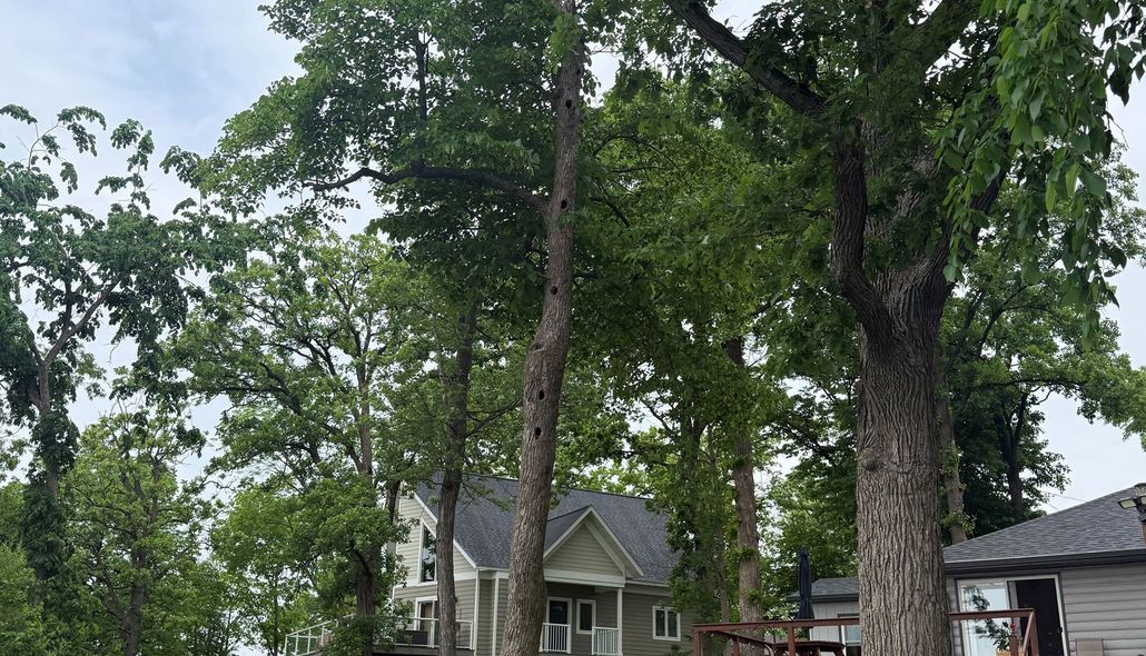 Tall tree trunks and green foliage seen from a high vantage point, with a white railing below