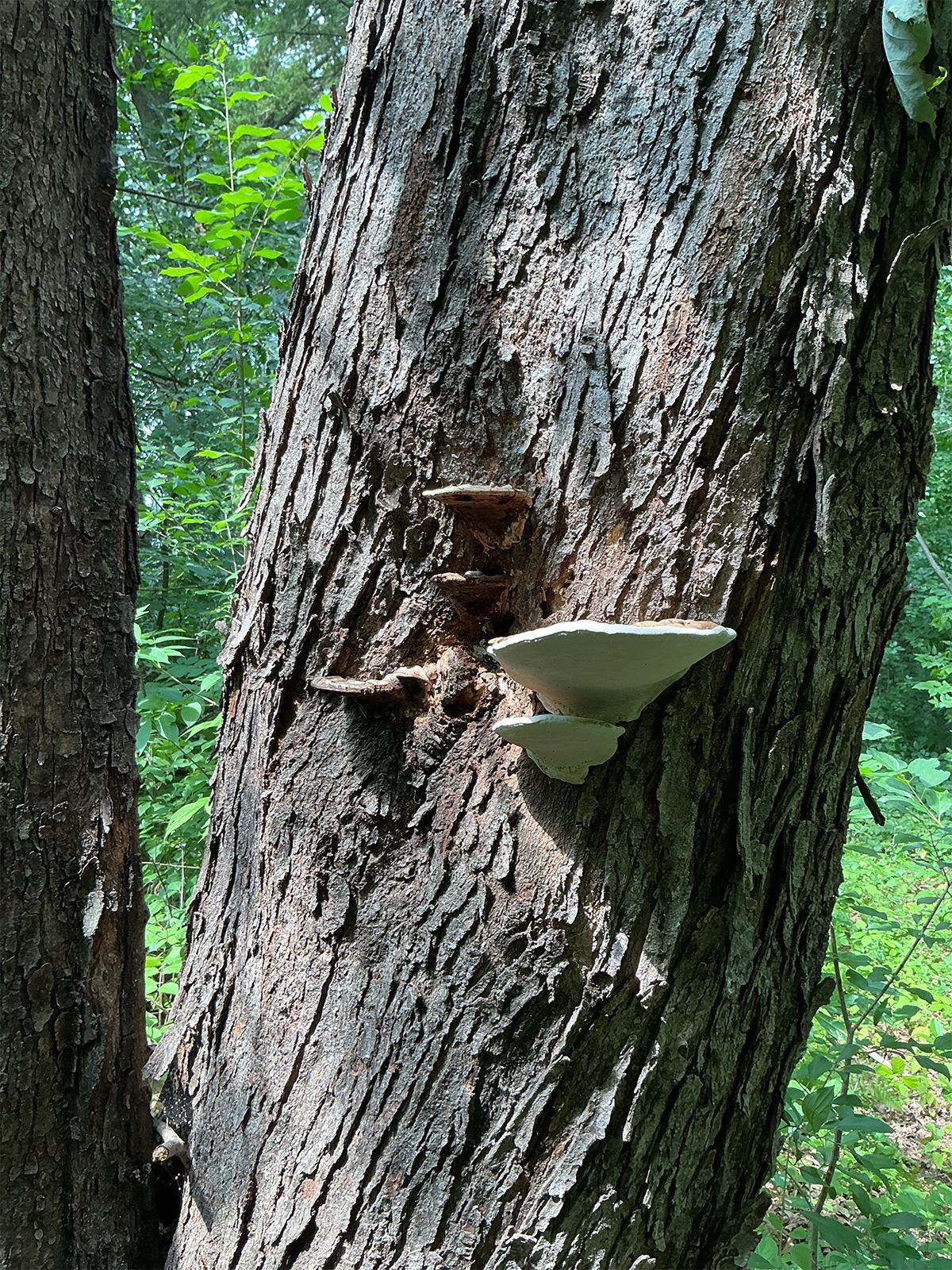 White shelf fungus growing on a rough tree trunk in a green forest.