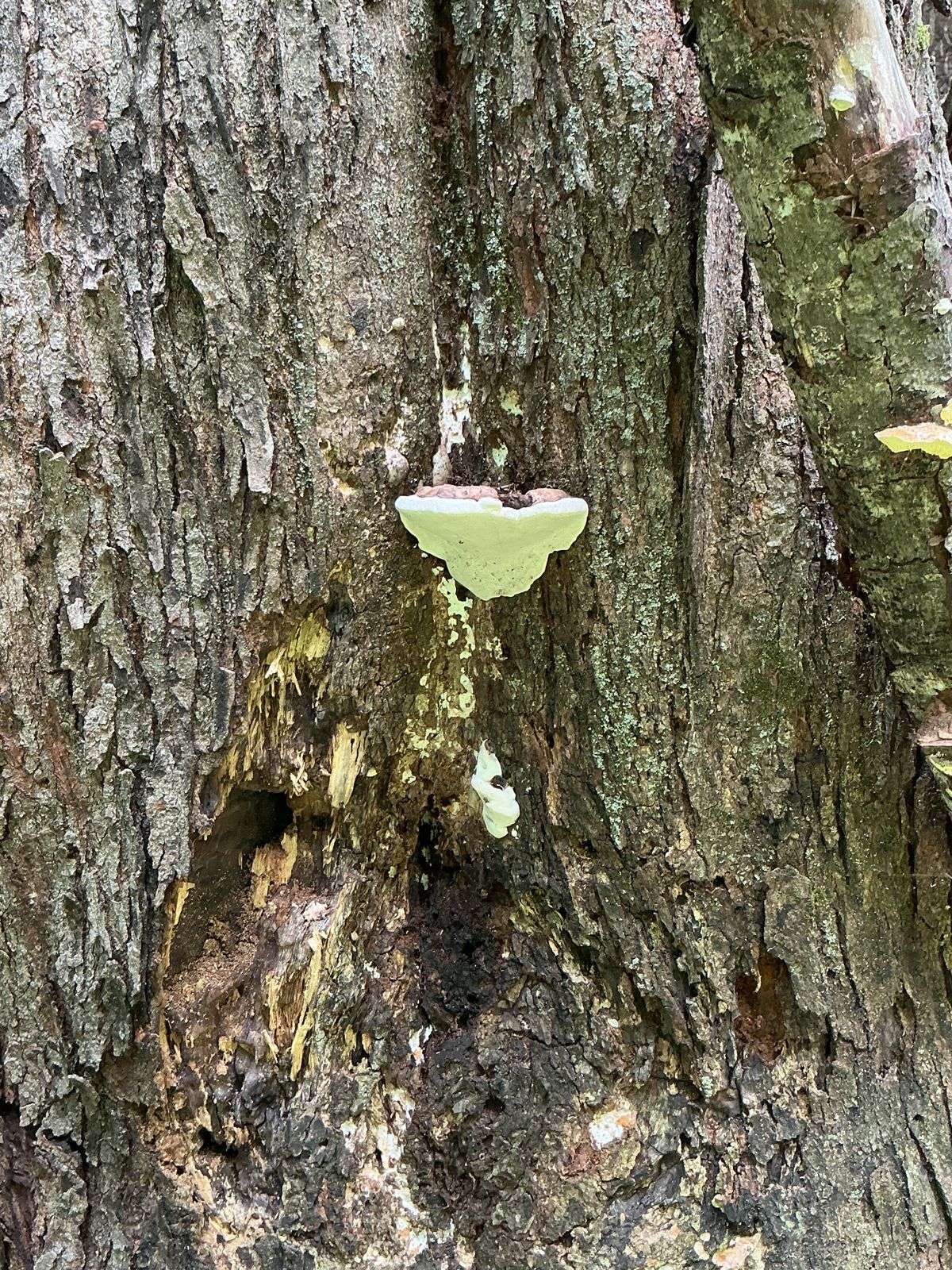 A small pale green shelf fungus grows on rough tree bark.
