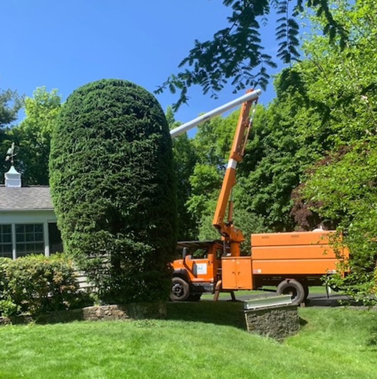 Tree Trimming