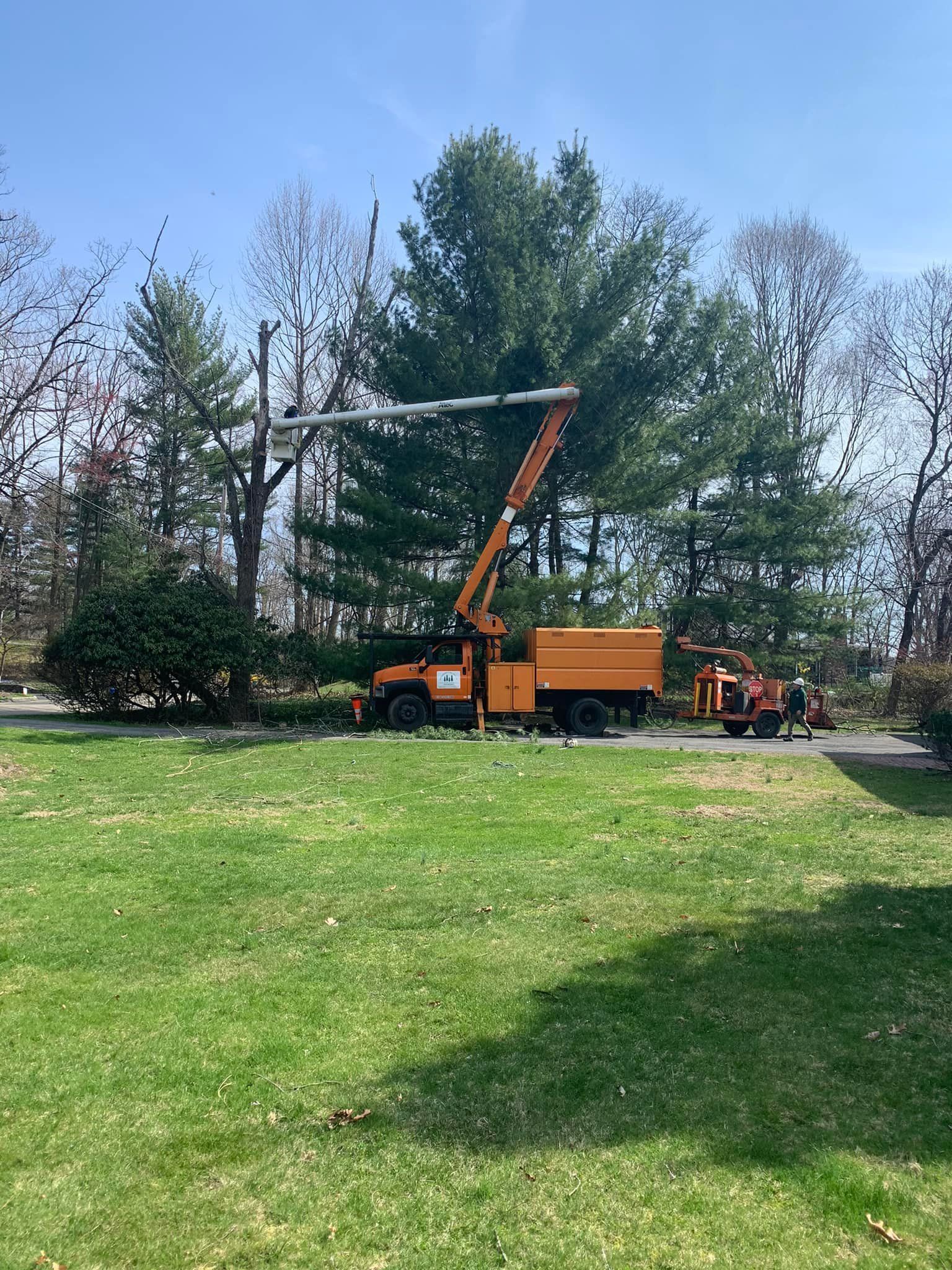 Tree Service