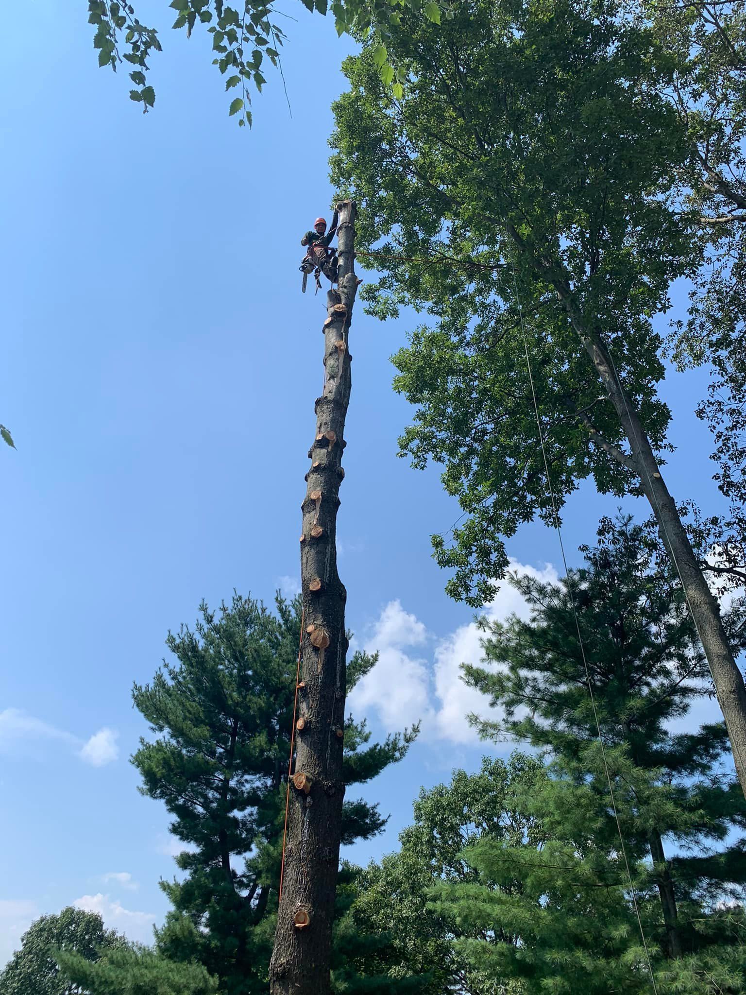 Tree Service