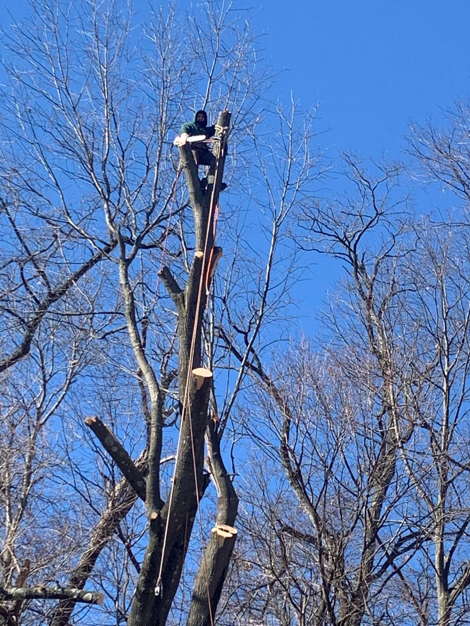 Tree Service