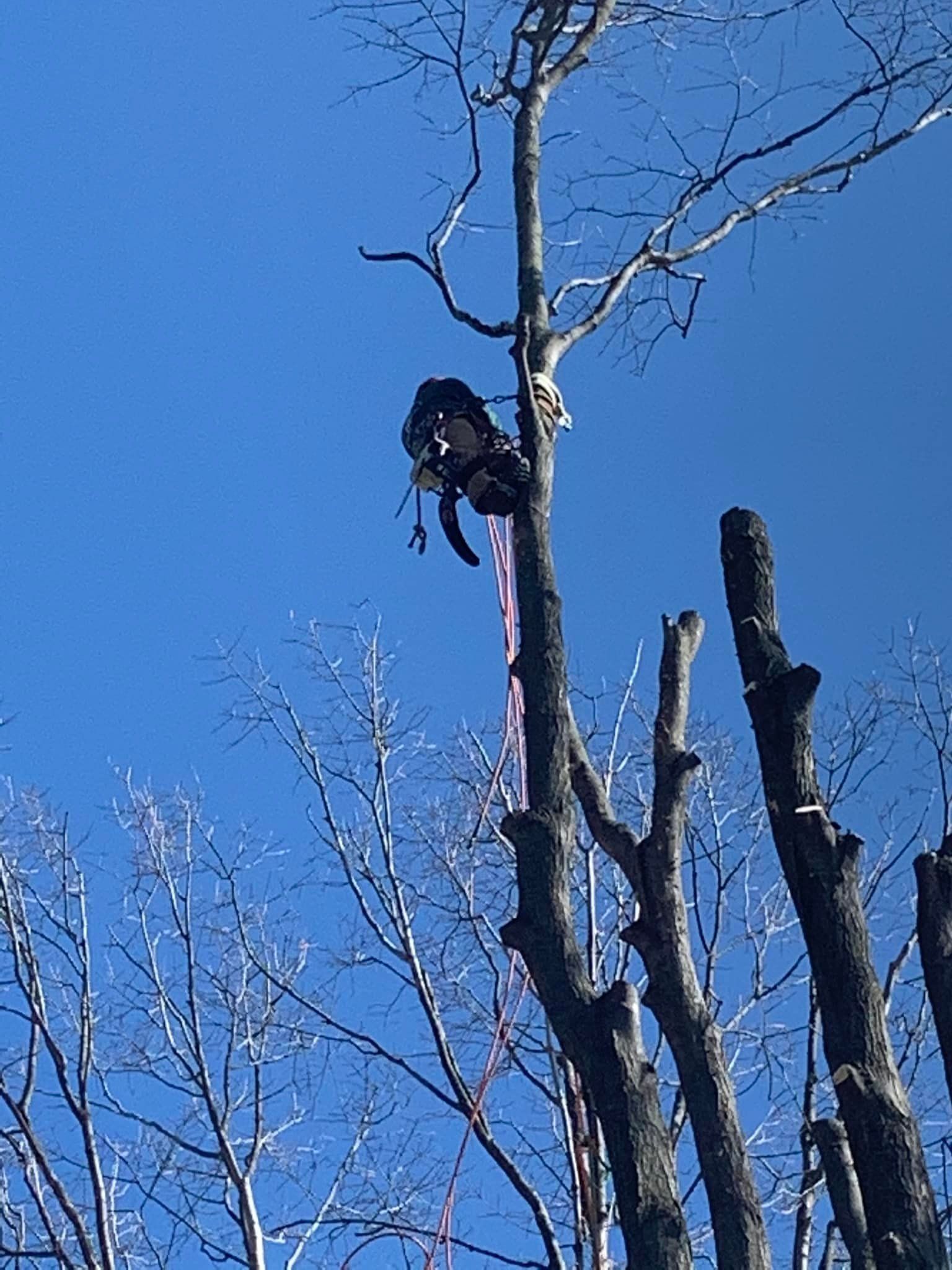 Tree Service