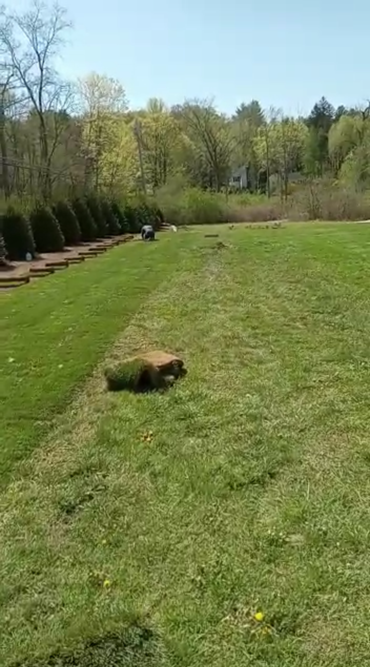 Green lawn with a tree stump, lined by bushes on one side, trees in the background under a blue sky.