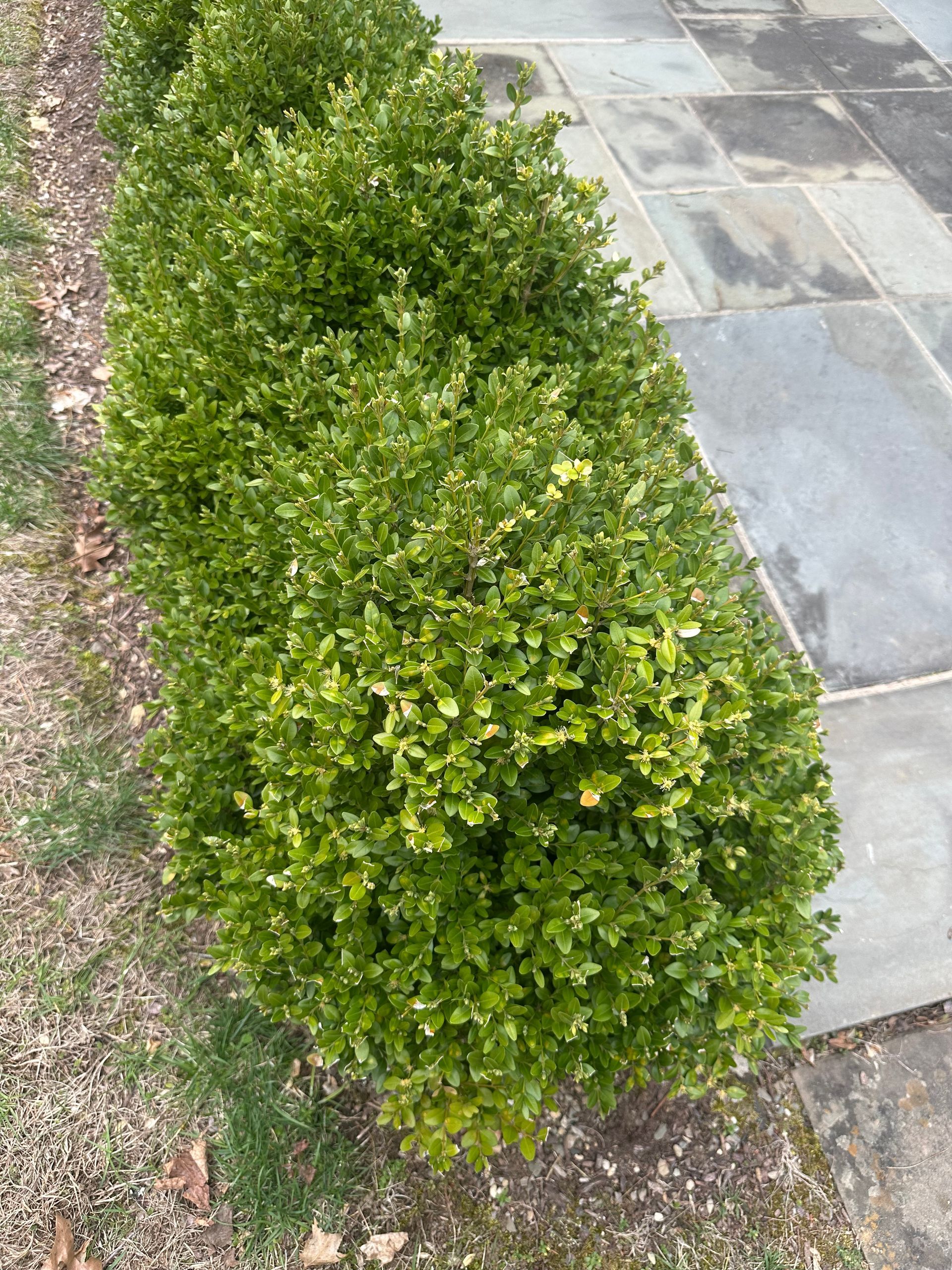 Row of green and yellow boxwood shrubs bordering a stone walkway.
