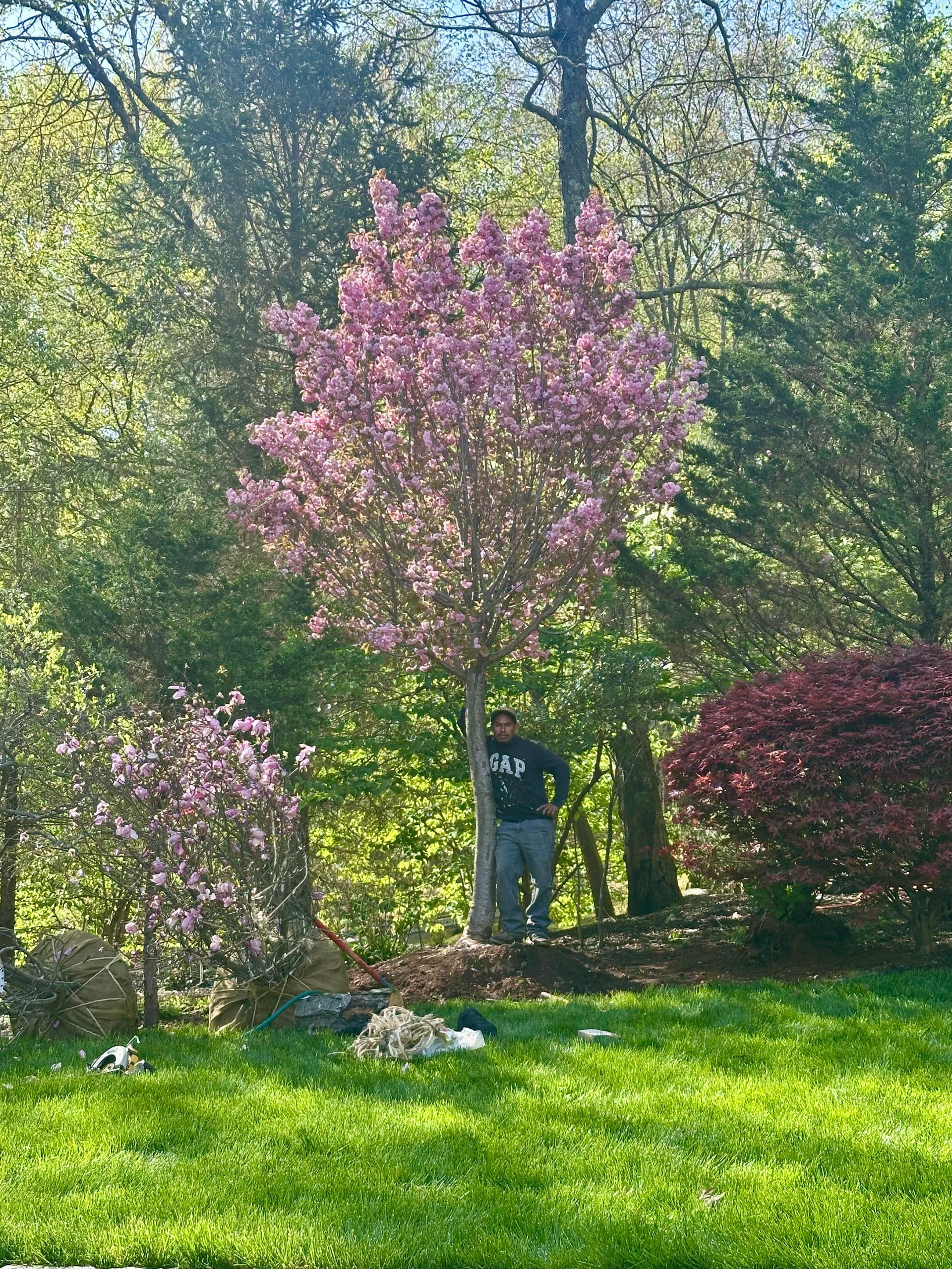 Man standing near flowering pink tree in a sunny yard; other trees in background.