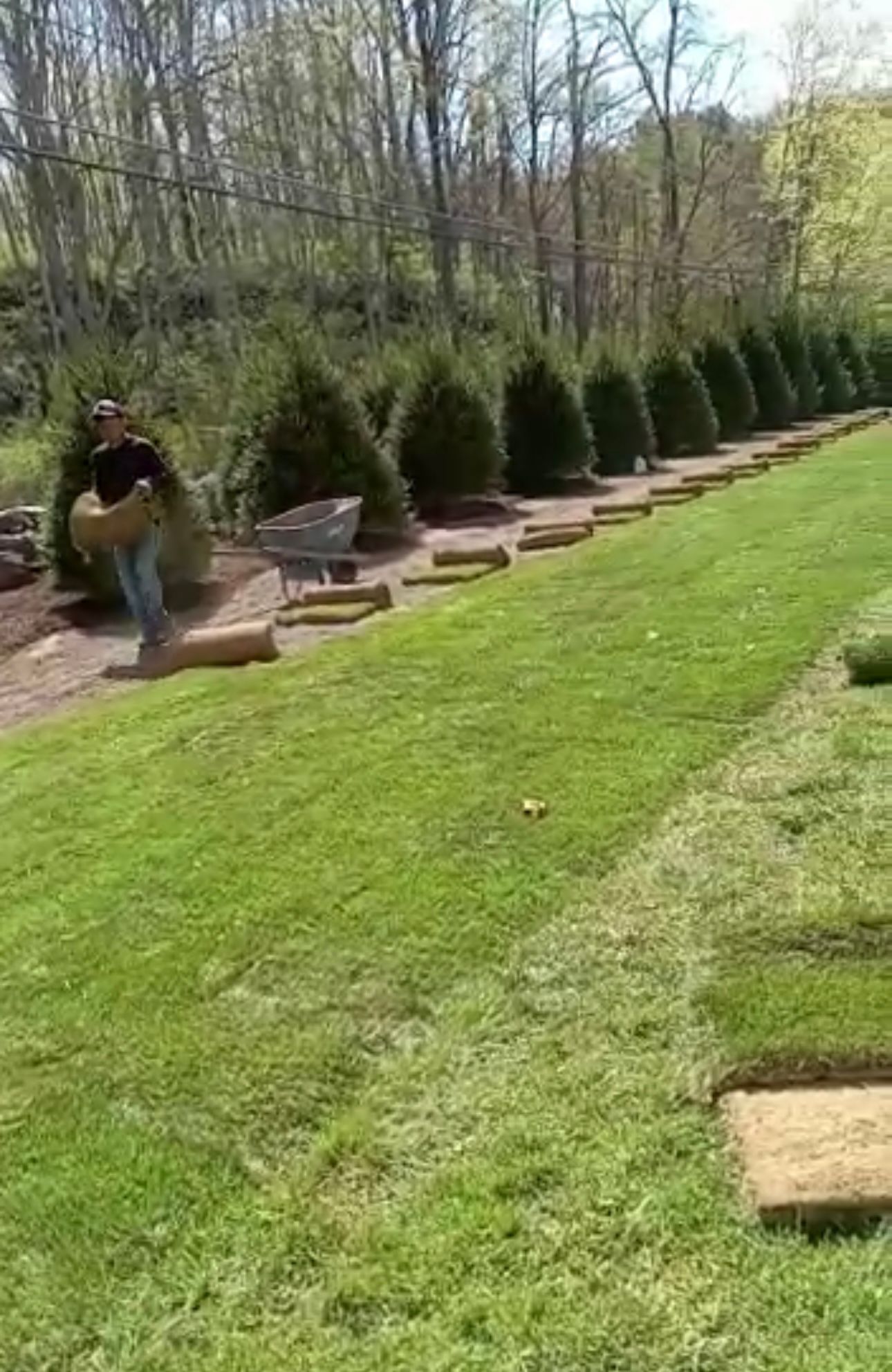 Person laying sod in a yard with a row of evergreen trees and a wheelbarrow. Green grass and mulch are visible.