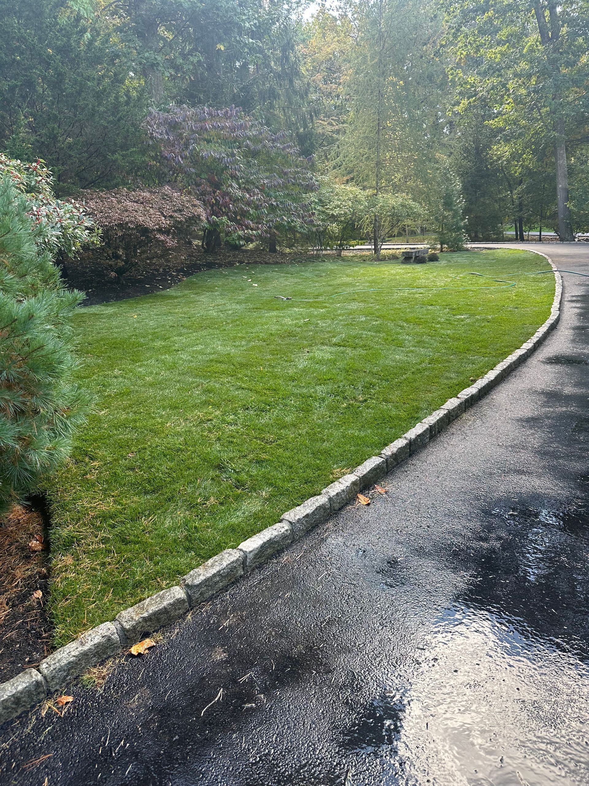 Lush green lawn with a dark asphalt path. Trees and bushes in the background. Sunny day.