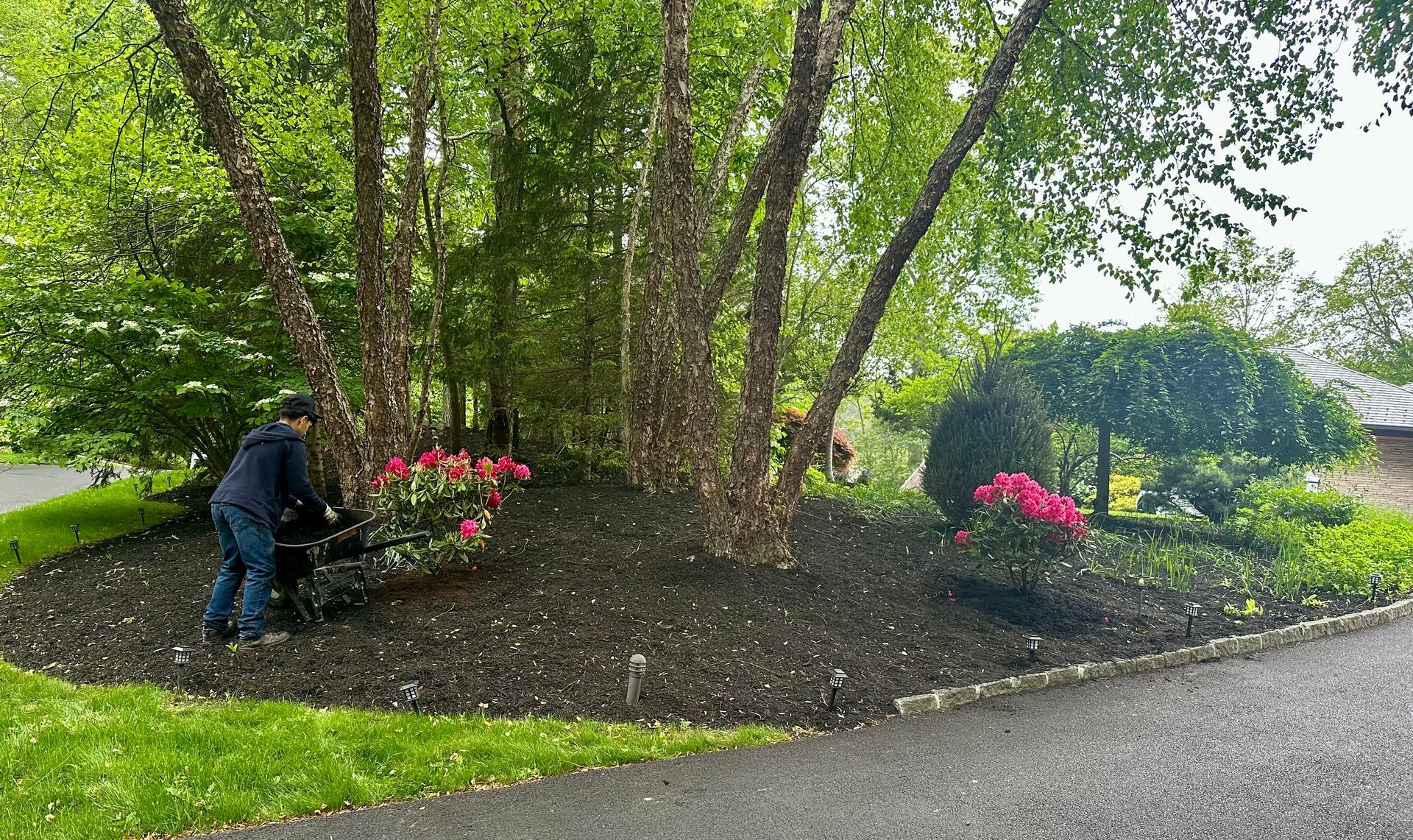 Person mulching a flower bed around trees. Red flowers and green foliage. Dark mulch.