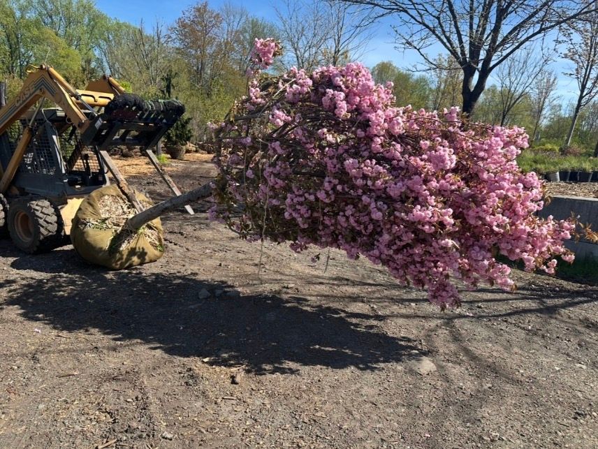 A flowering tree, with pink blossoms, is lifted by a small yellow loader on a sunny day.