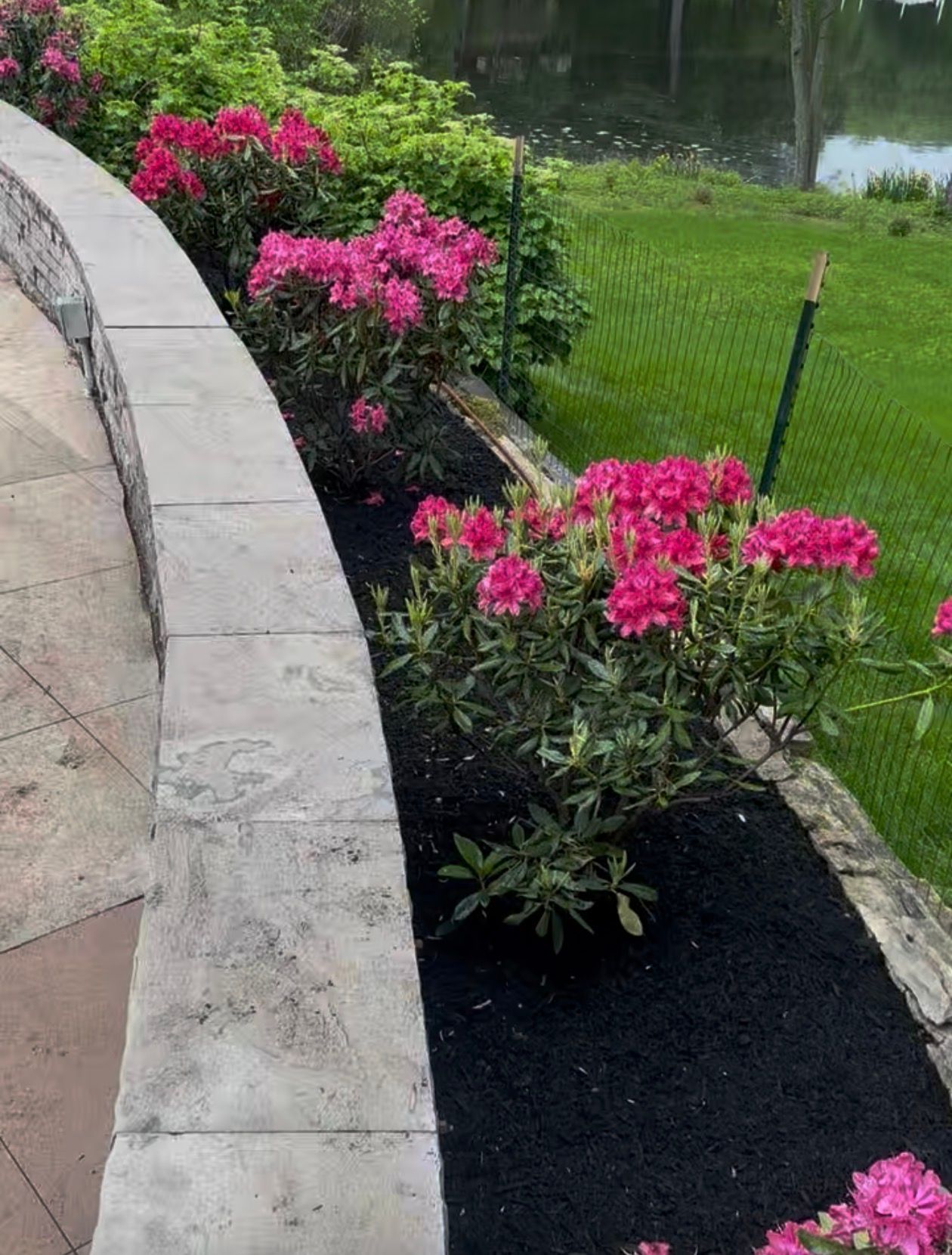 Pink flowering bushes in front of stone wall, black mulch, green grass, and pond in the background.