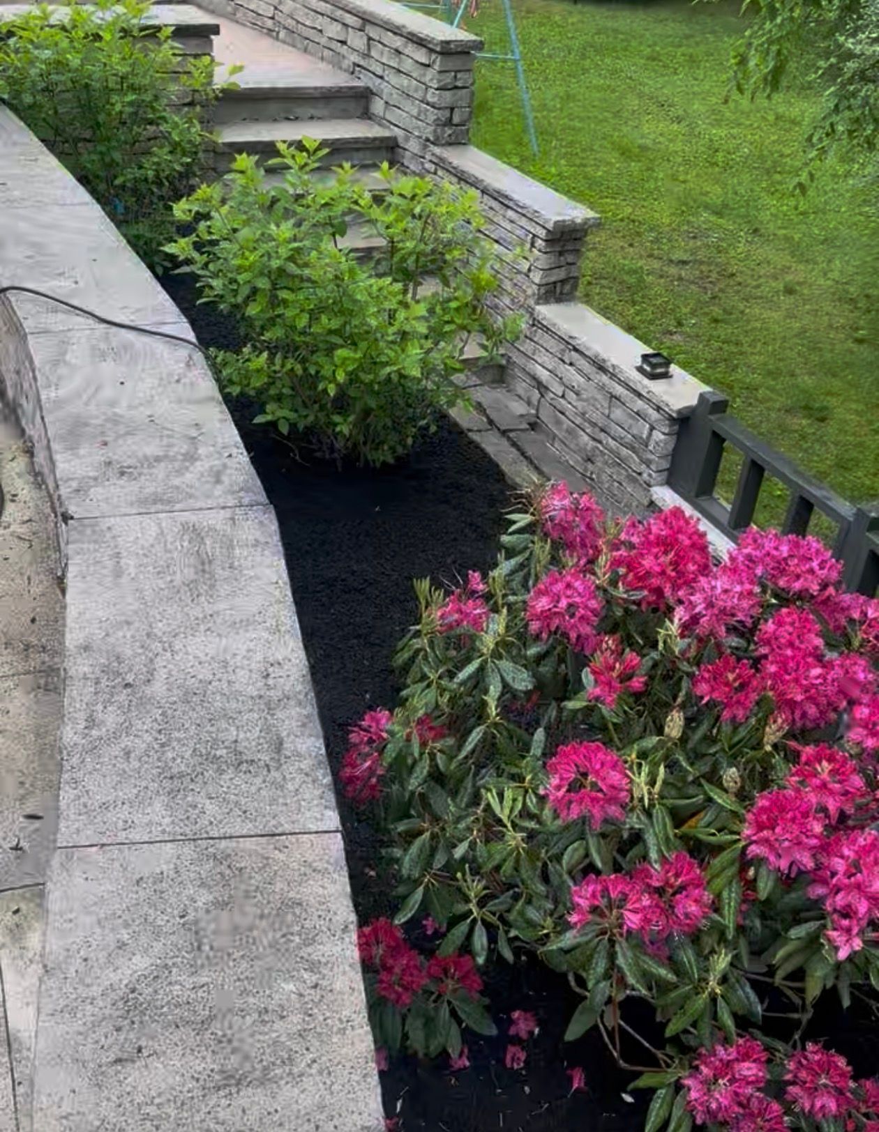 Stone retaining walls with flowering magenta rhododendrons and shrubs. Black mulch and stairs.