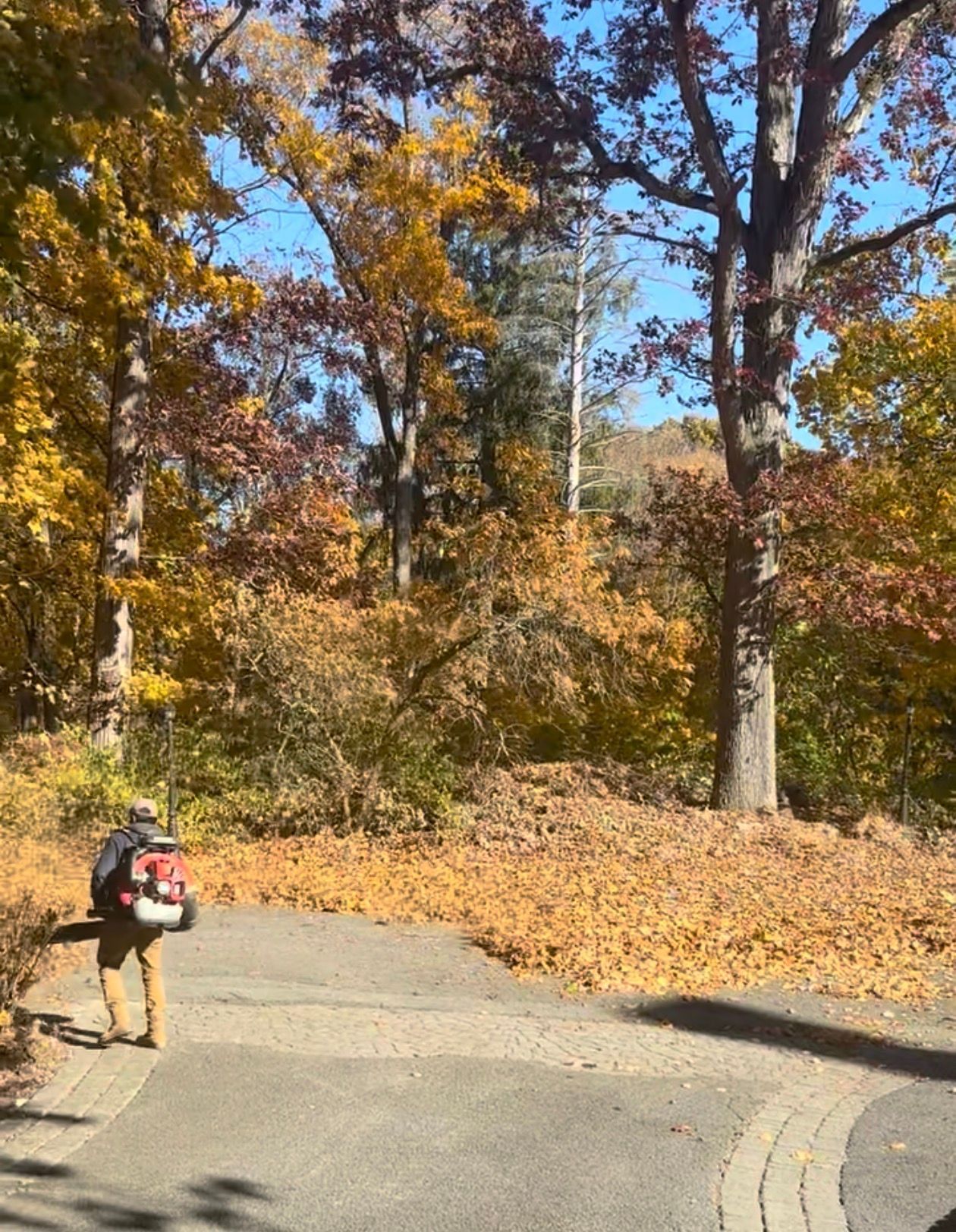 Person using a leaf blower on a path, blowing leaves toward trees with autumn foliage.