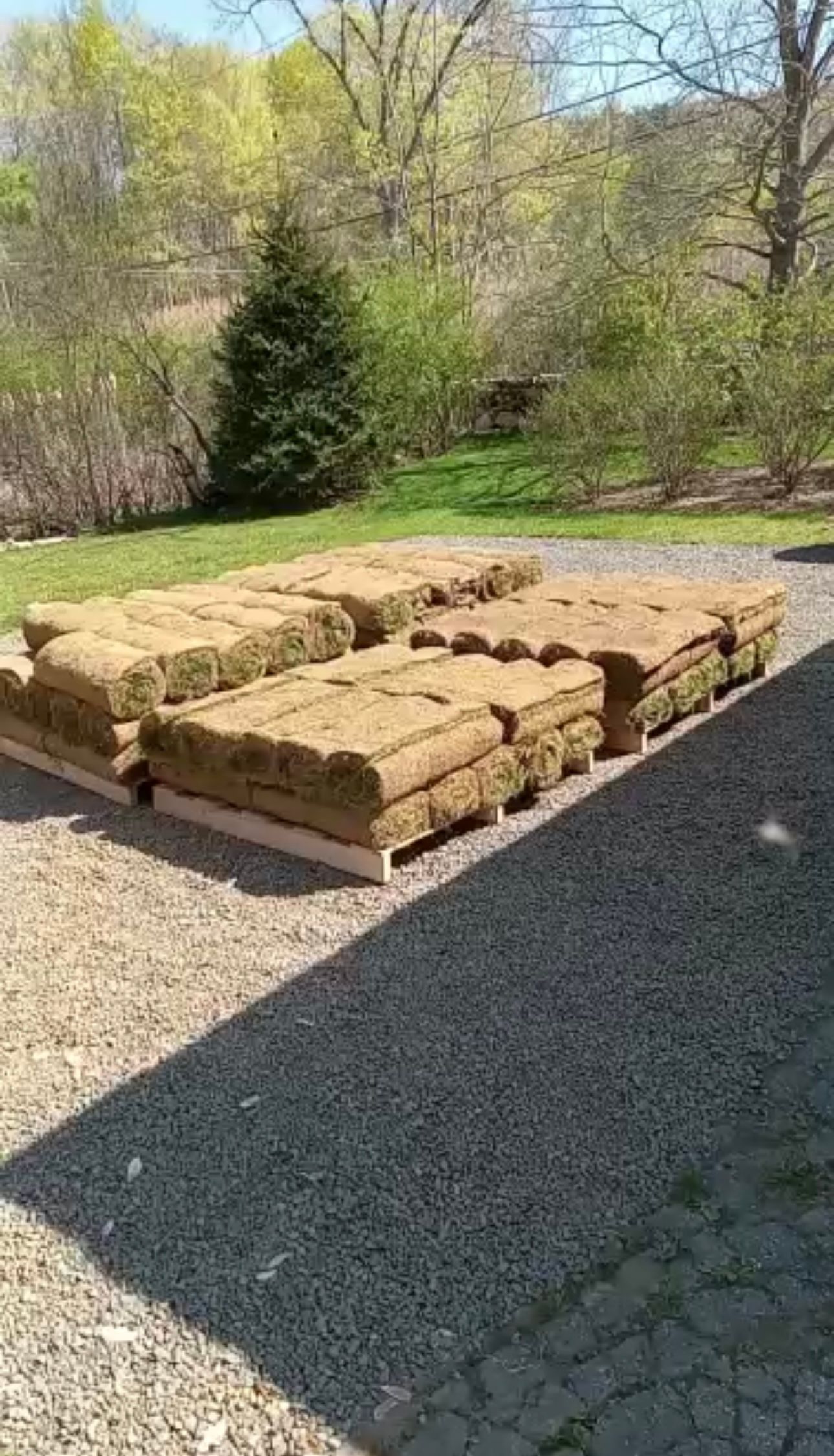 Stacks of sod on pallets, outdoors on gravel. Background includes trees and sky.