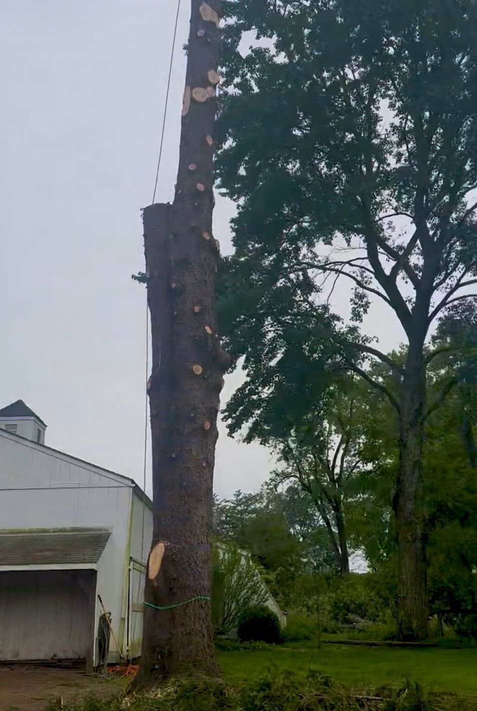 Tall tree being cut down near a white building, with a rope tied to it for safety.