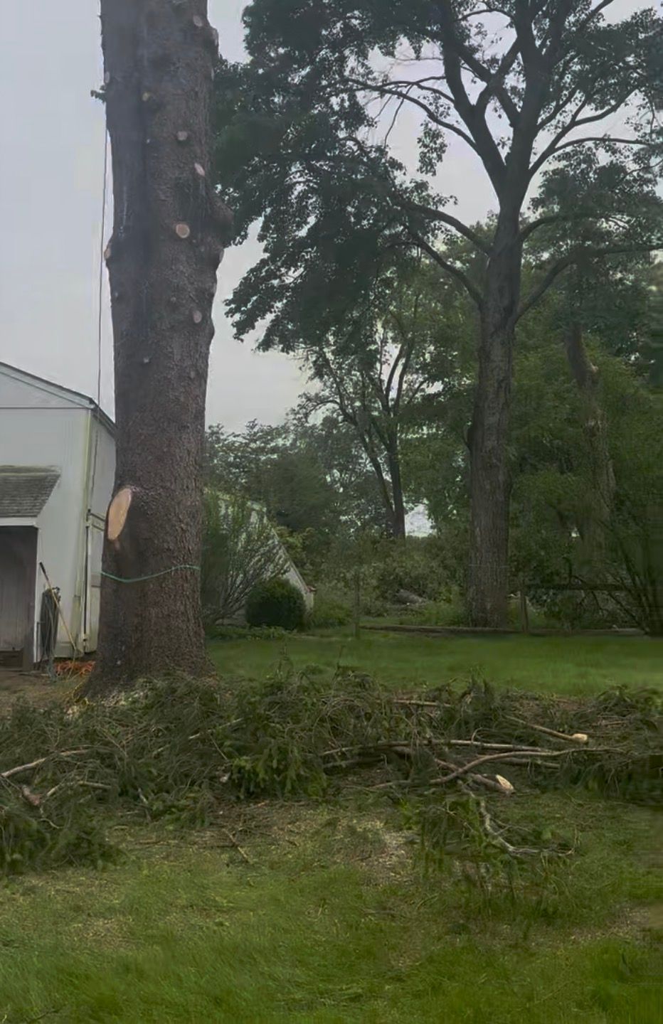 A large tree trunk with cut branches stands near a building and other trees, surrounded by yard debris.