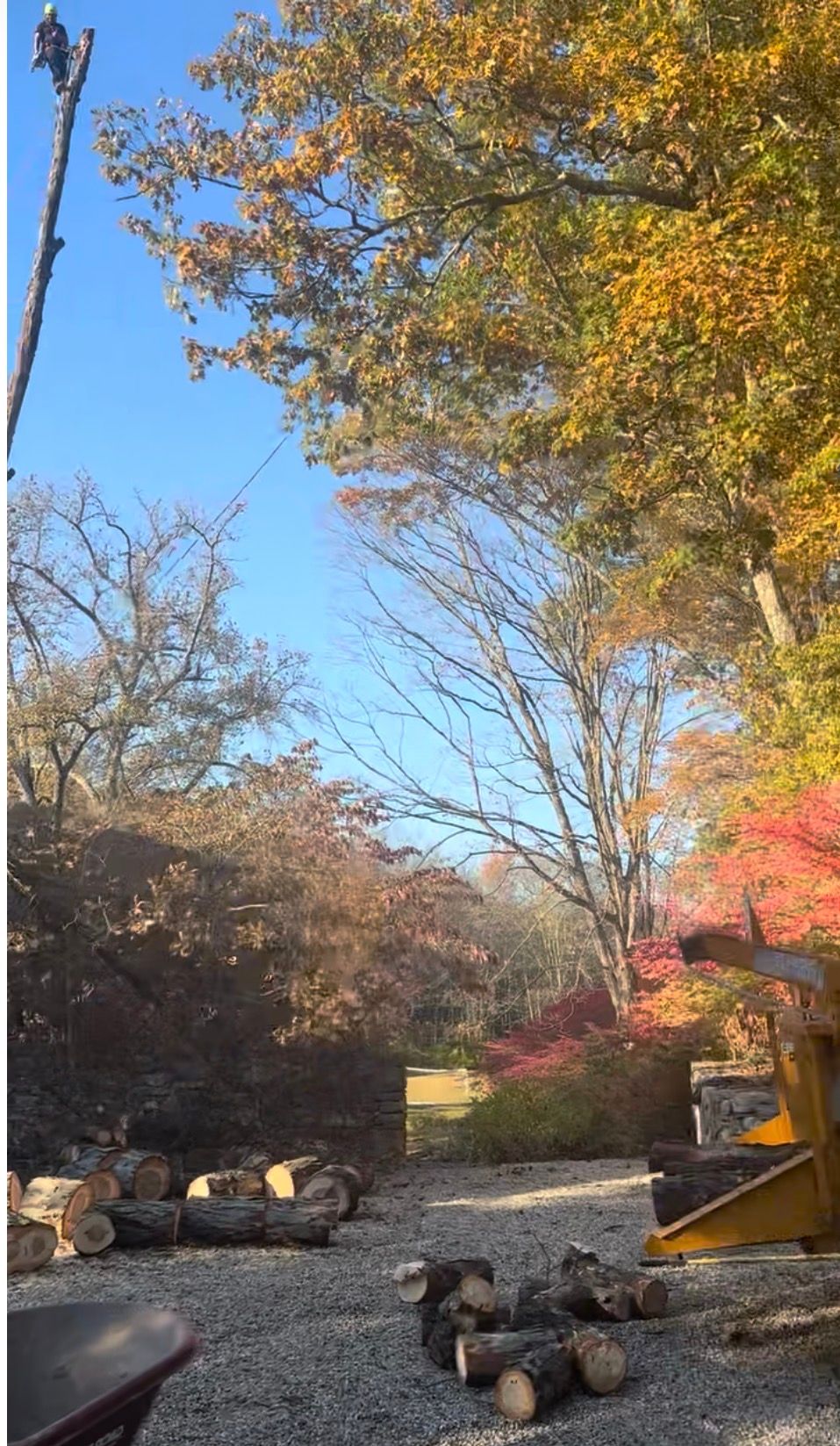 Tree being trimmed on a sunny day with fallen logs on the ground and colorful foliage.