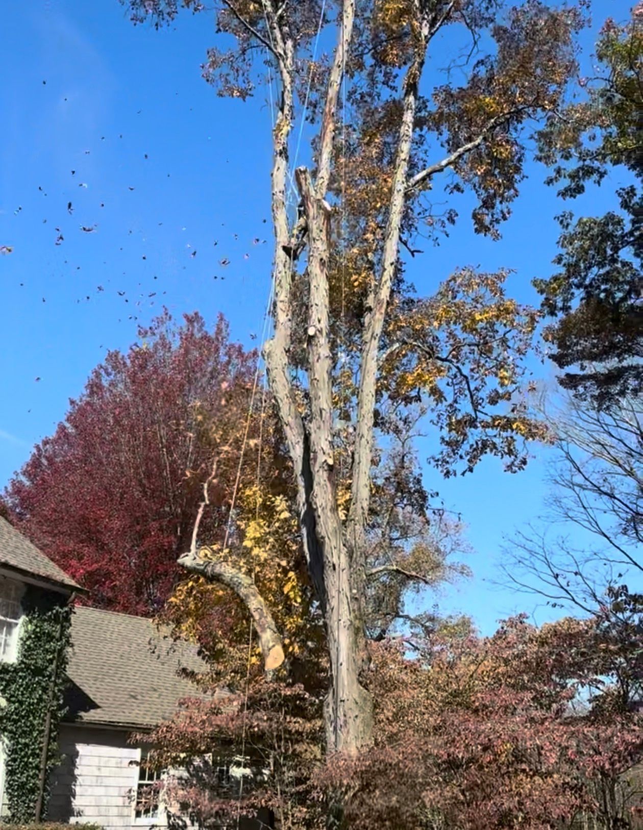 A tall tree with bare branches amidst colorful autumn foliage; a house is visible on the left.