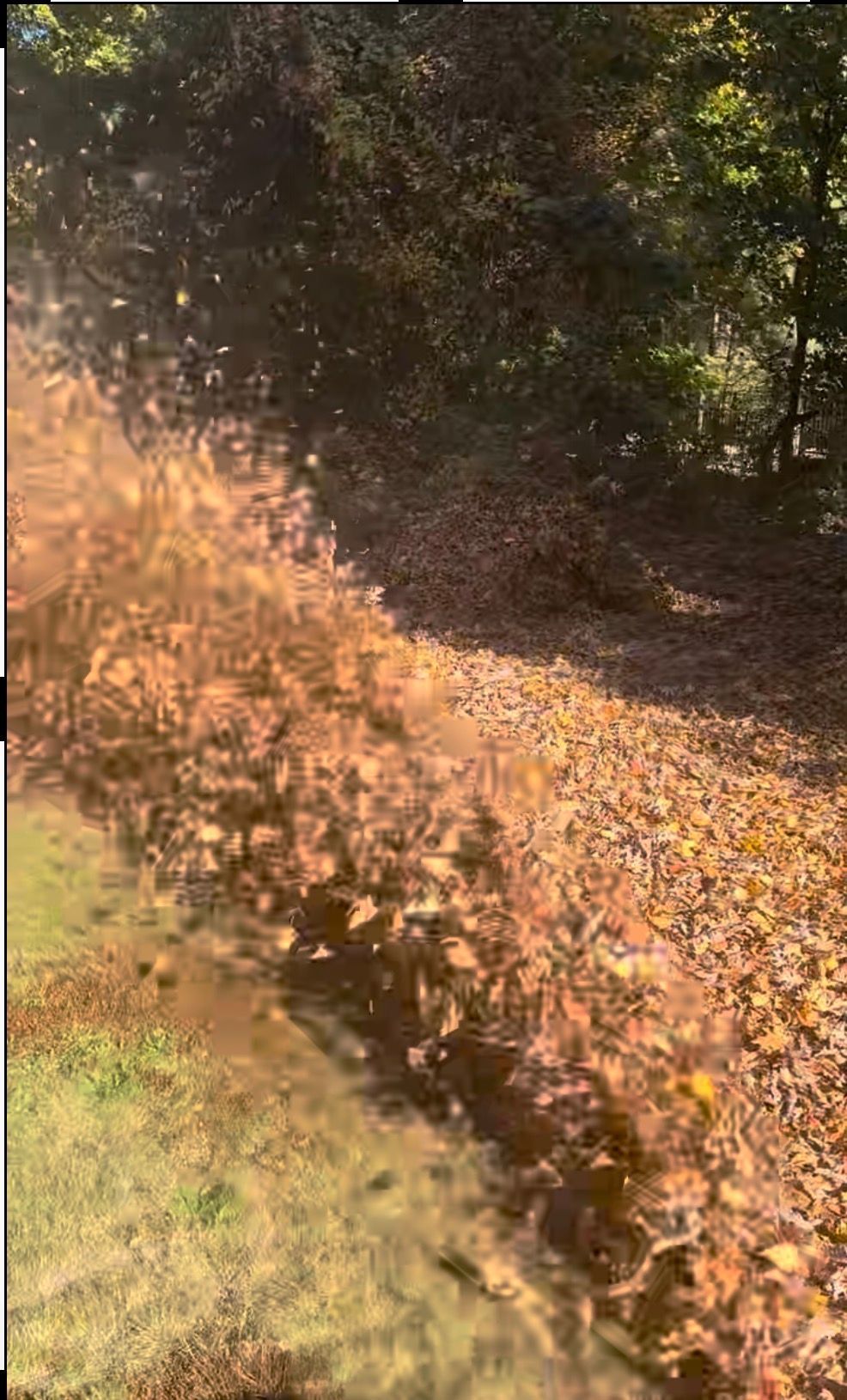Leaves blowing across a wooded path, autumn colors.