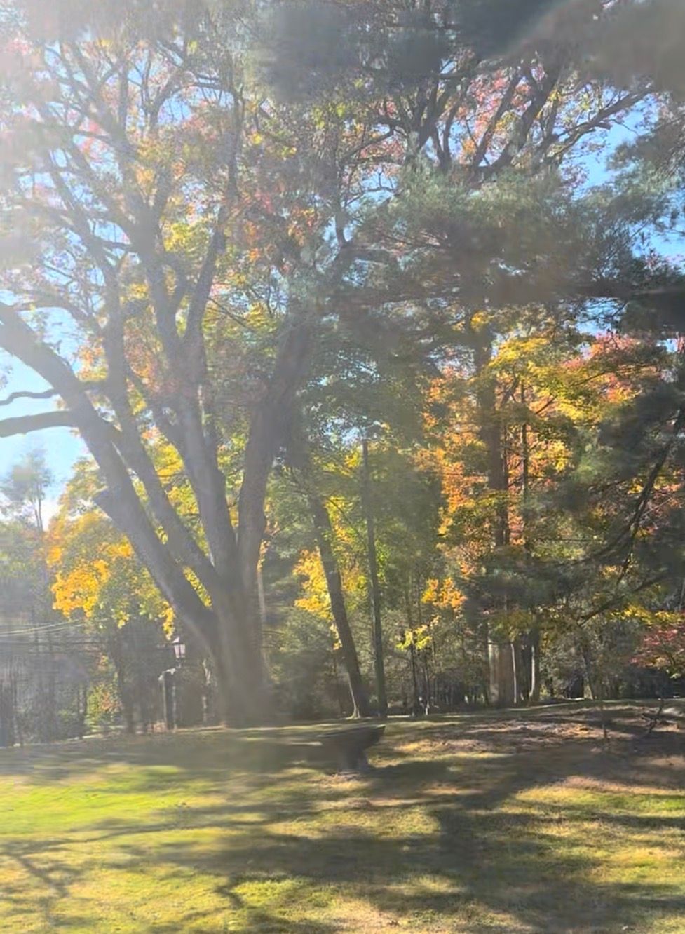 Trees with colorful autumn leaves in a sunny park.