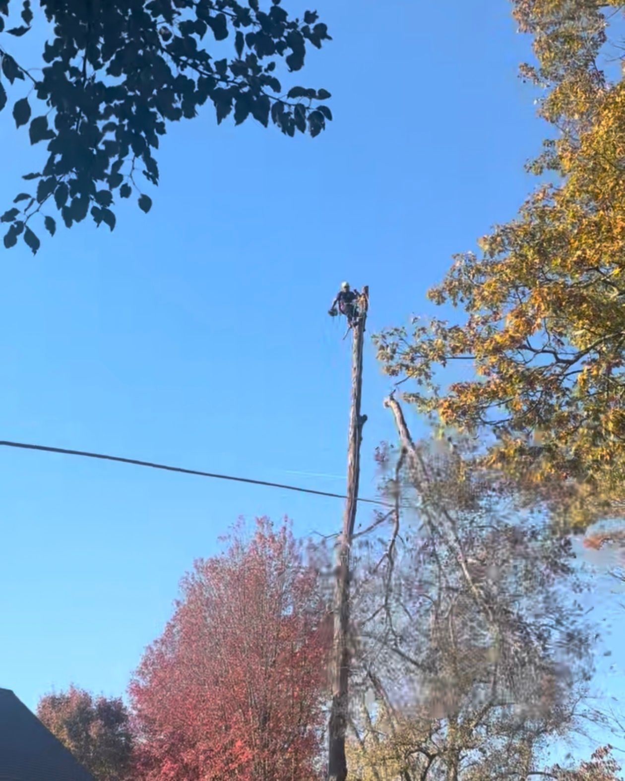 Tree trimmer atop a tall tree against a clear blue sky, surrounded by colorful fall foliage.