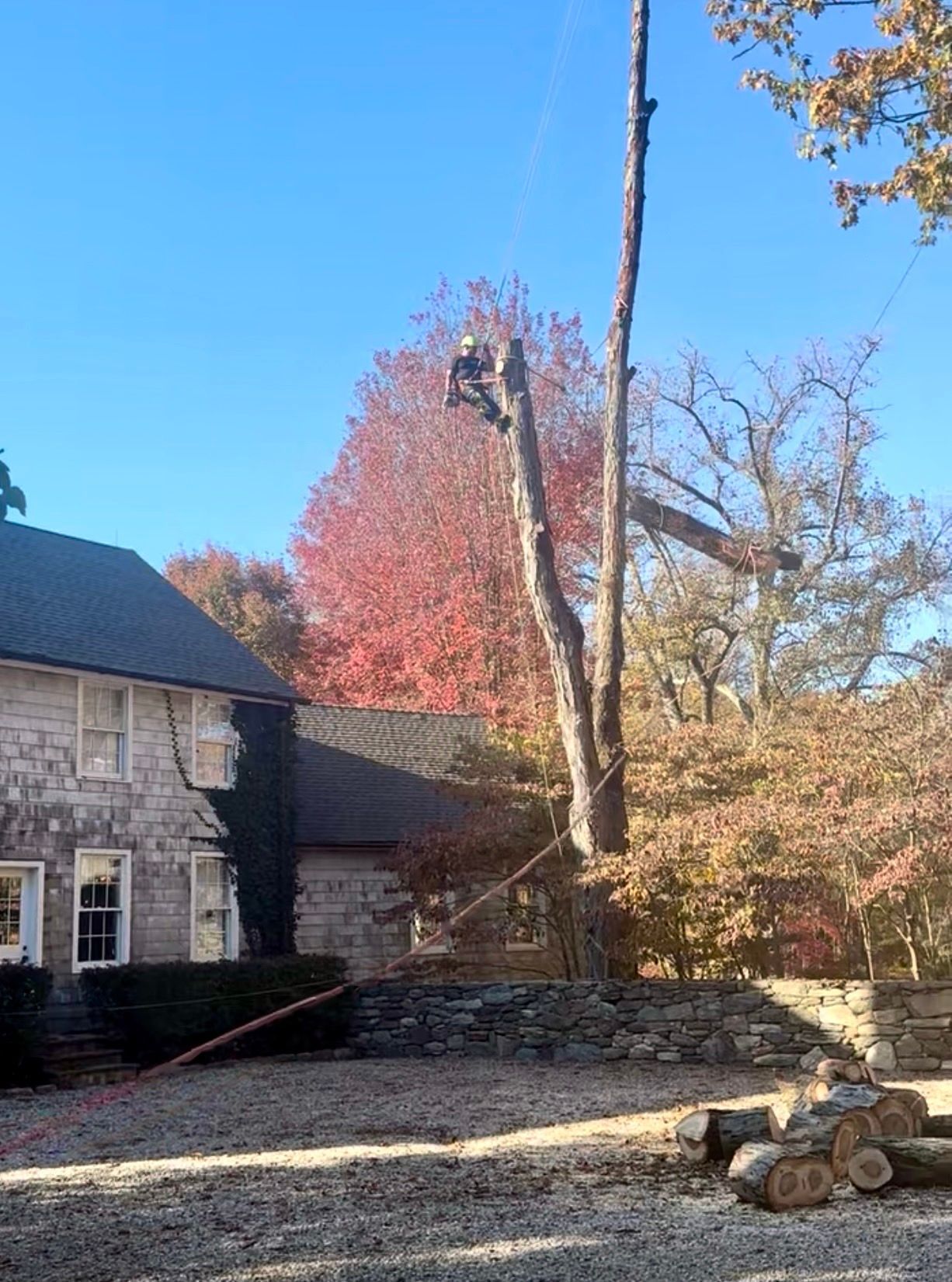 Arborist cutting a tall tree near a stone house and colorful fall foliage under a clear blue sky.