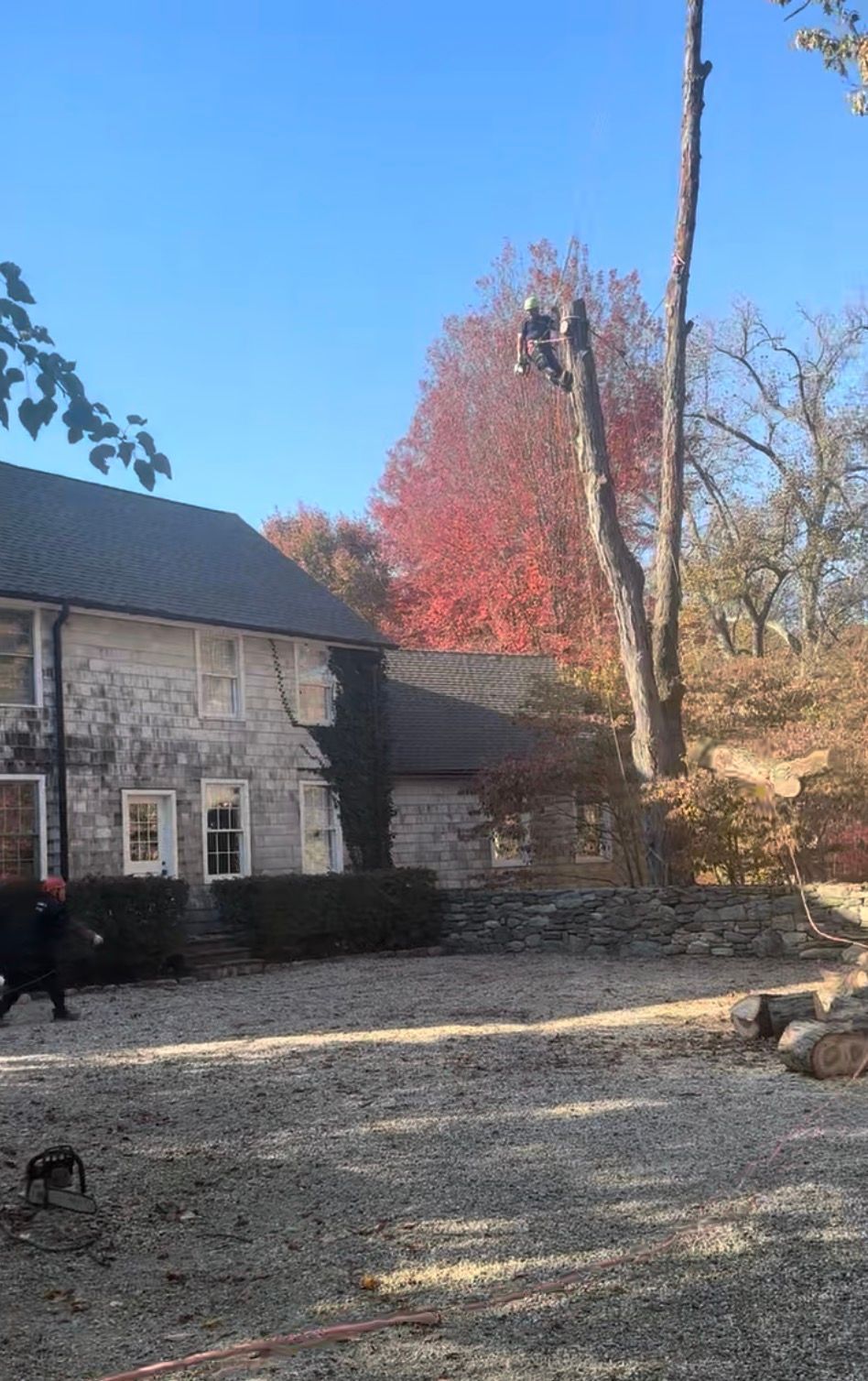 Tree service worker aloft removing branches from a tree next to a stone house; fall foliage.