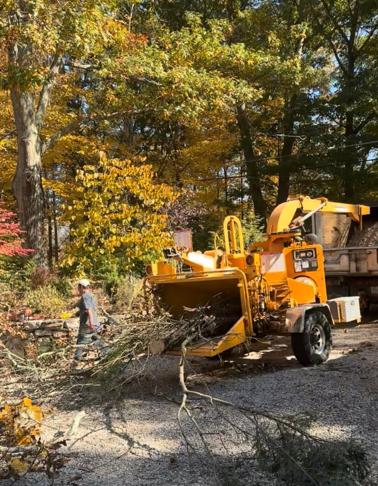Man feeds tree branches into a yellow wood chipper on a sunny day with fall foliage.