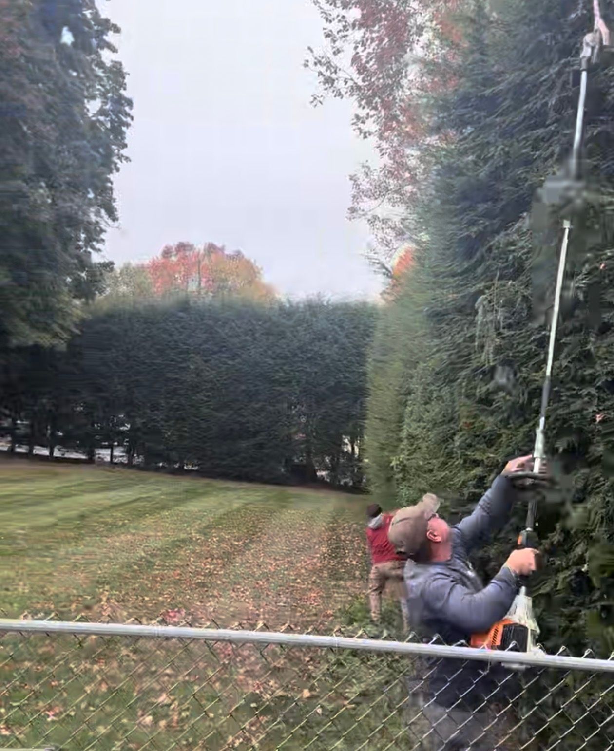 Man trimming tall hedge with pole saw. Other worker in background. Green lawn, overcast sky.