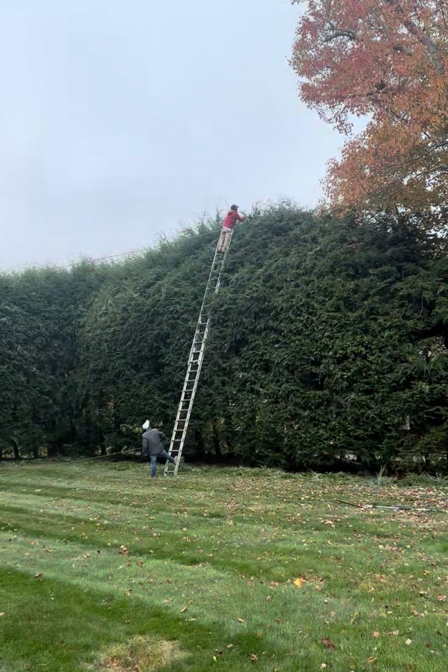 Two people trimming a tall hedge with a ladder on a lawn under a cloudy sky.