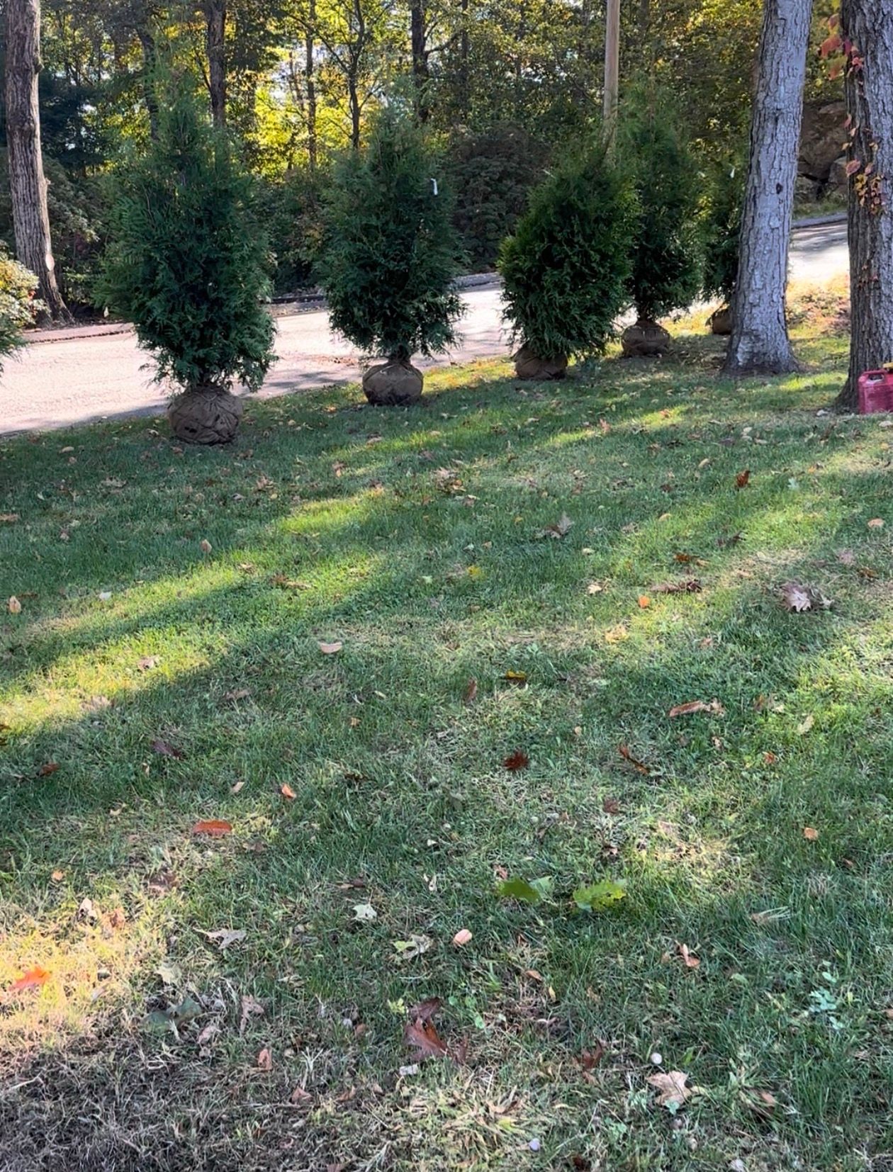 Five evergreen trees in burlap, lined up on a grassy lawn with a road and trees in the background.