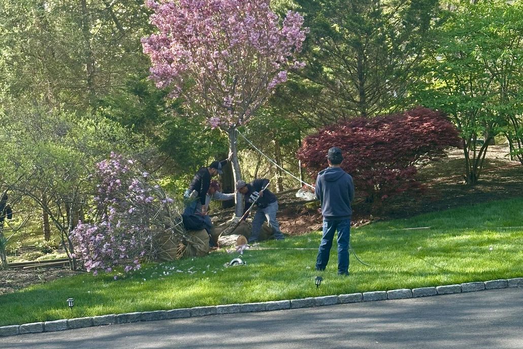 People raking leaves in a yard with trees in bloom, a person stands nearby.