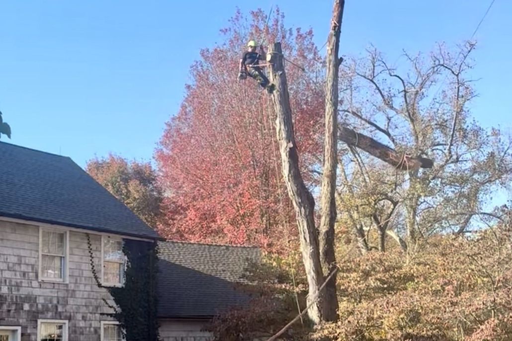 Tree worker atop a tall tree trimming branches near a house, autumn foliage visible.