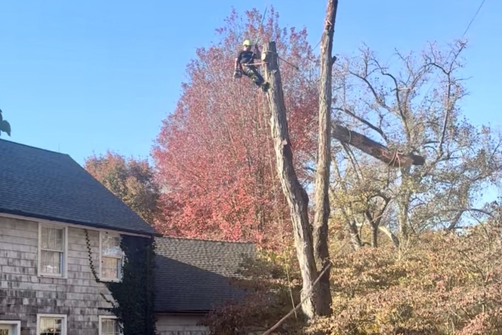 Tree worker atop a tall tree trimming branches near a house, autumn foliage visible.