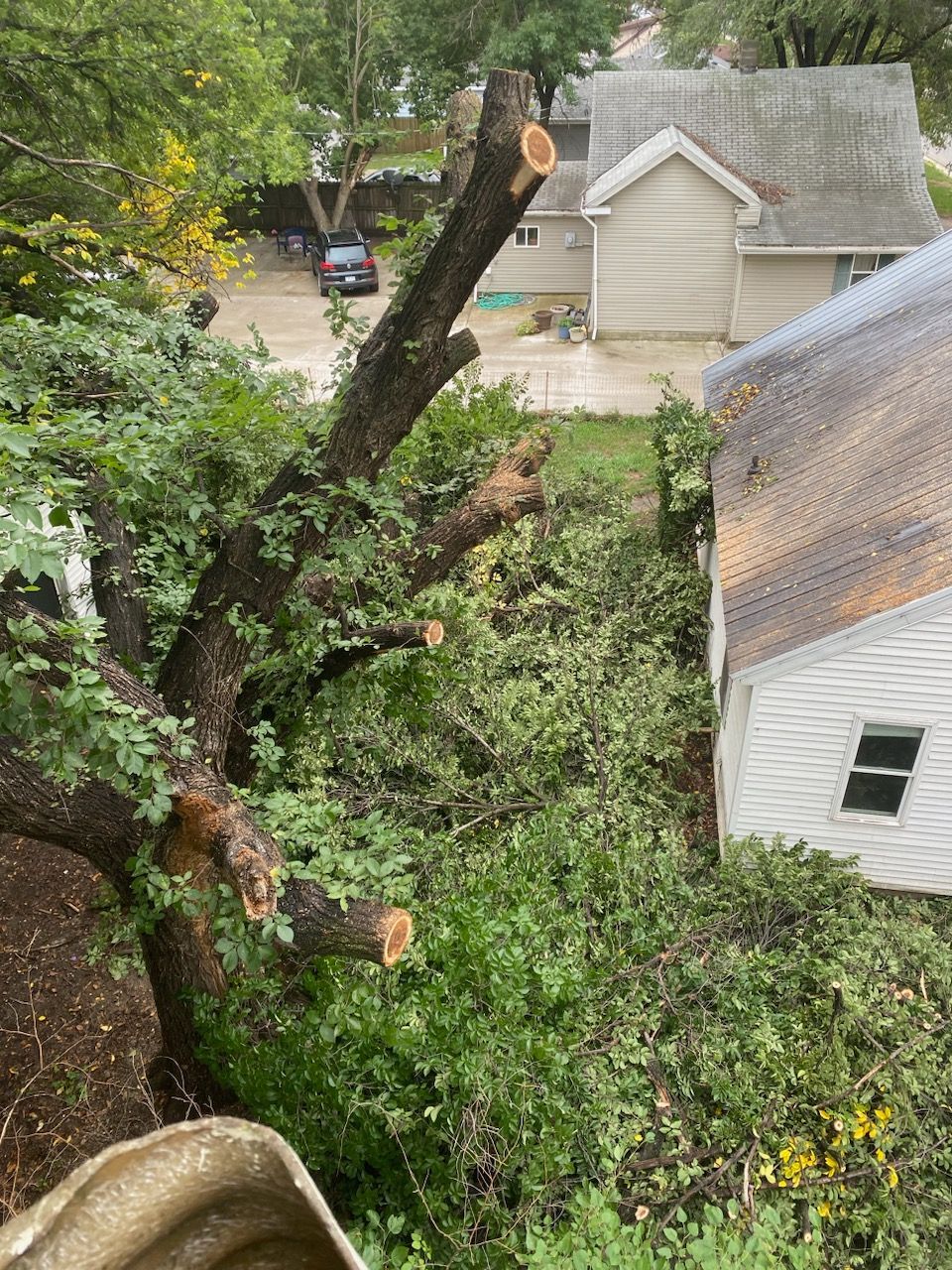 A tree that has been cut down in front of a house