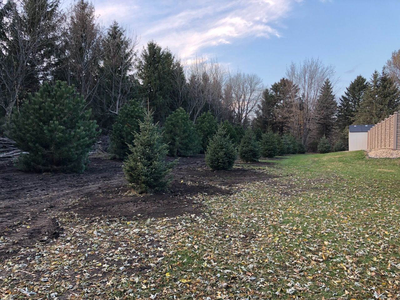A row of pine trees planted in a field