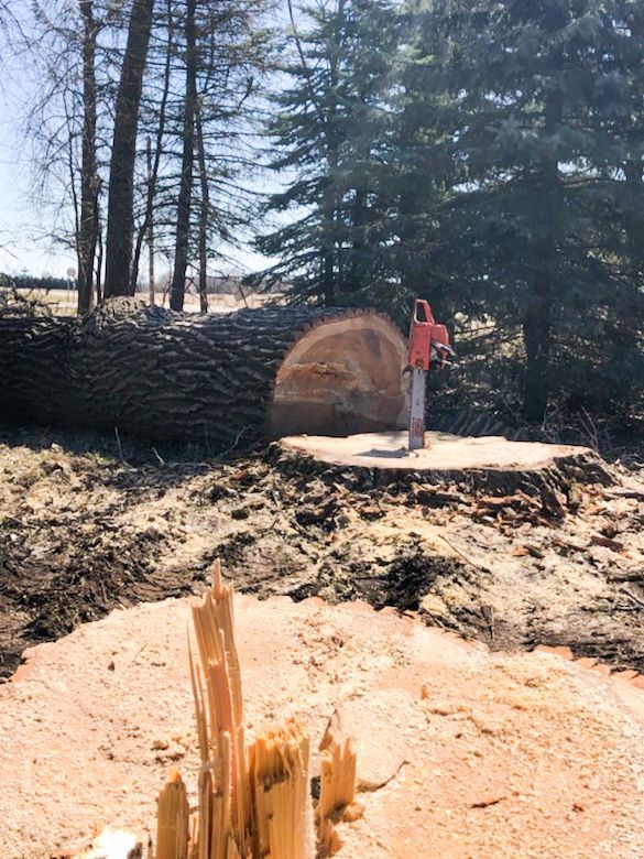 A chainsaw is wedged to a tree stump