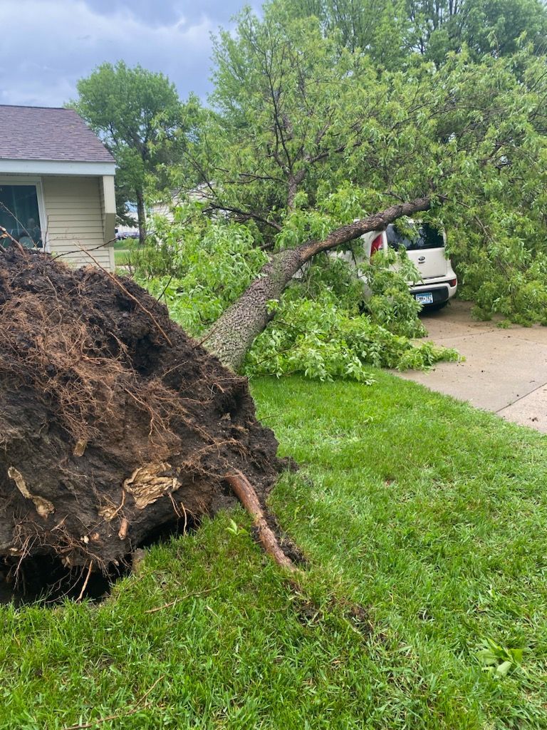 A large uprooted tree lies in the grass