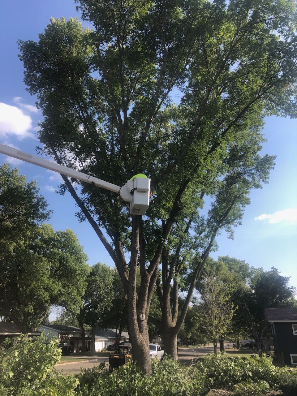 A person is cutting a tree with a bucket truck