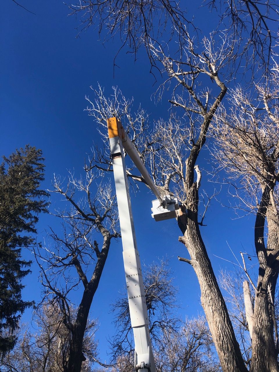 A man in a truck bucket is cutting a tree